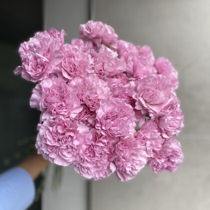 Диантус (Гвоздика)