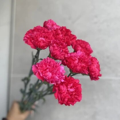 Диантус (гвоздика)