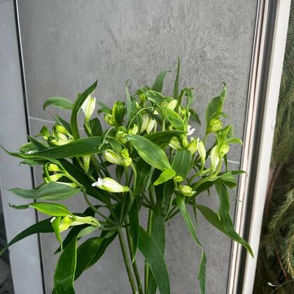 АЛЬСТРОМЕРИЯ БЕЛАЯ