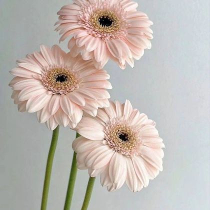 ГЕРБЕРА КРЕМОВАЯ