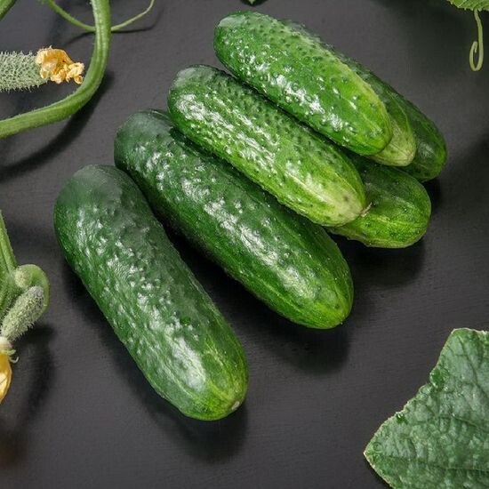 Свежий огурец