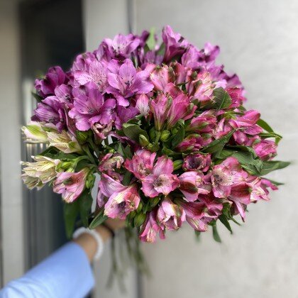 Альстромерия