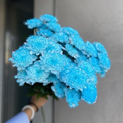 Хризантема цветная