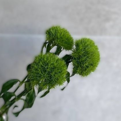 ДИАНТУС GREEN TRICK