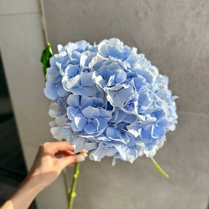 Гортензия голубая