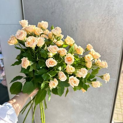 SUMMER ROSE