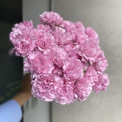 Диантус (гвоздика)