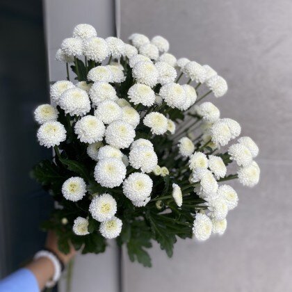 Хризантема Ньютон