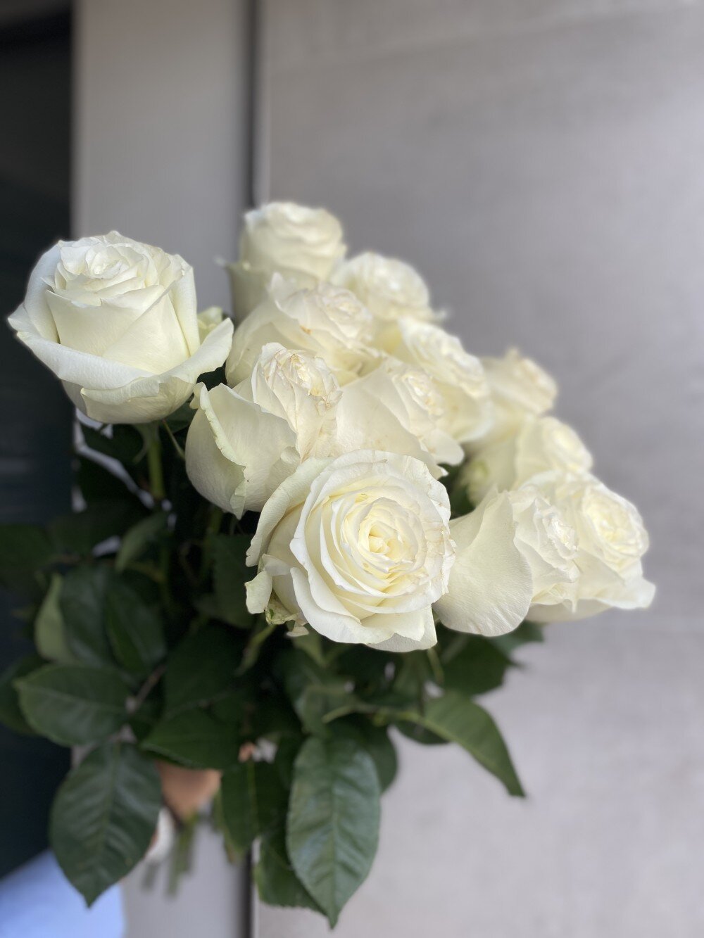 Роза Эквадор белая