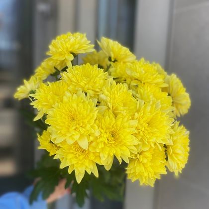 ЖЕЛТАЯ ХРИЗАНТЕМА ЗЕМБЛА