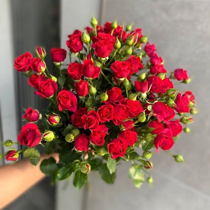 КРАСНАЯ КУСТОВАЯ