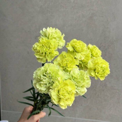 Диантус (гвоздика)