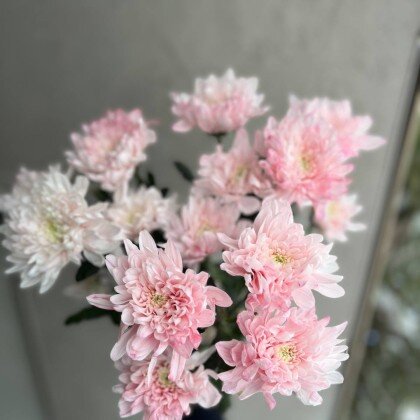 Хризантема цветная