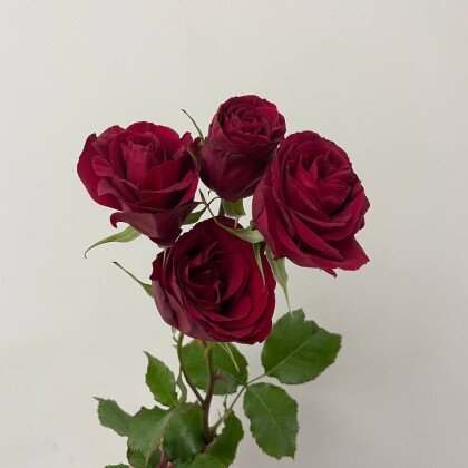 Роза кустовая бордовая