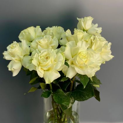 ФРАНЦУЗСКАЯ РОЗА