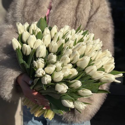 ТЮЛЬПАН БЕЛЫЙ