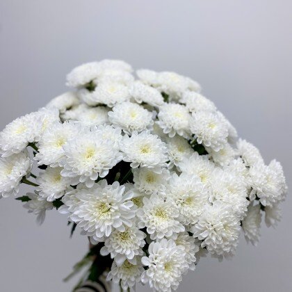 Хризантема