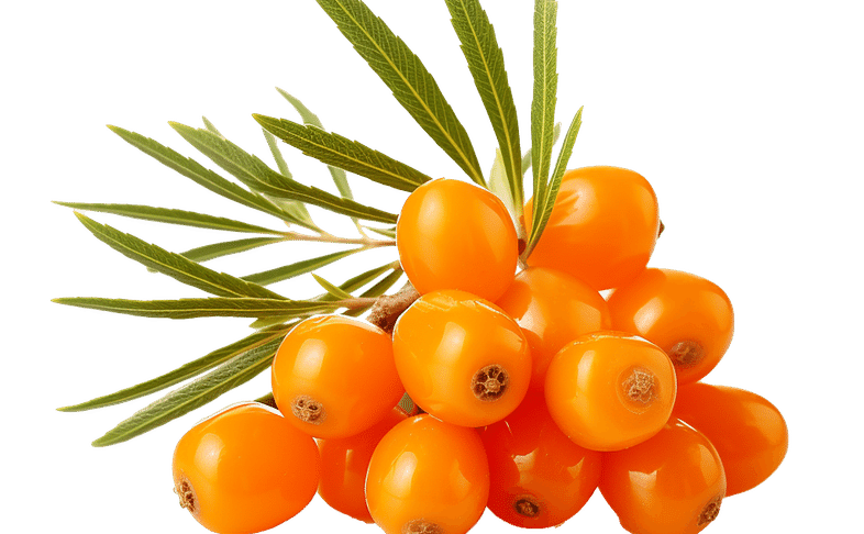 Облепиховый