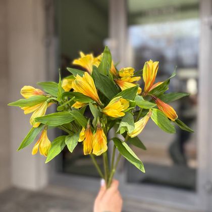 АЛЬСТРОМЕРИЯ ЖЕЛТАЯ