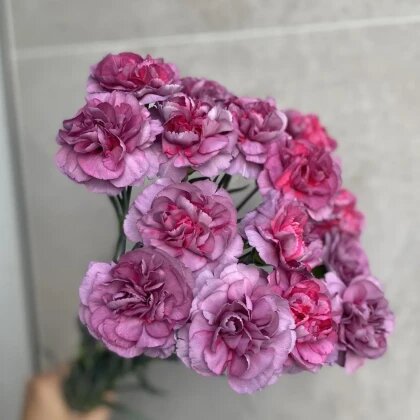 Диантус (гвоздика)