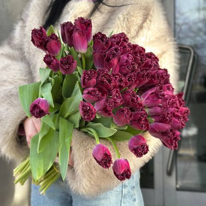 ТЮЛЬПАН ФИОЛЕТОВЫЙ №1