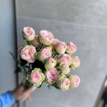 BOMBASTIC НЕЖНО-РОЗОВАЯ