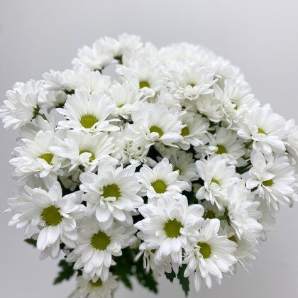 Хризантема ромашковая