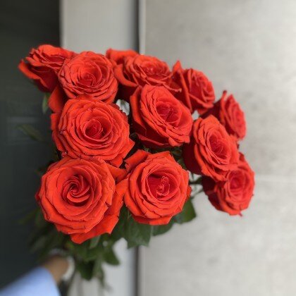 Роза Нина алая