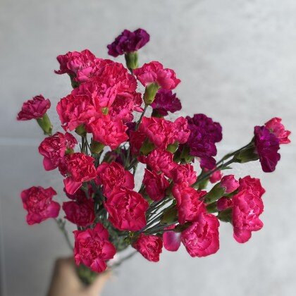 Шабо (Гвоздика)