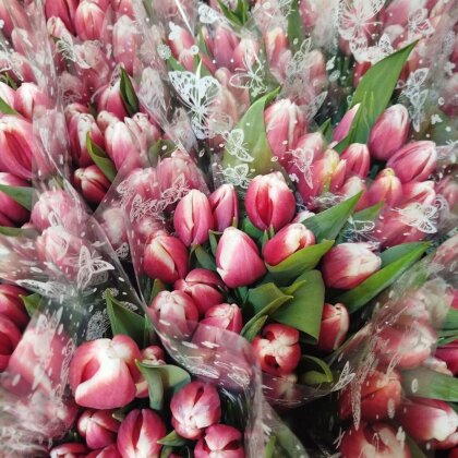 ТЮЛЬПАН РОЗОВЫЙ/БЕЛЫЙ