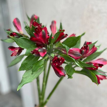 АЛЬСТРОМЕРИЯ БОРДОВАЯ