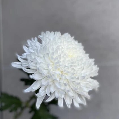 Хризантема одноголовая