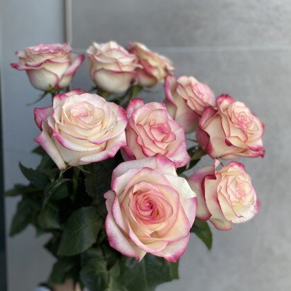 Роза розовая