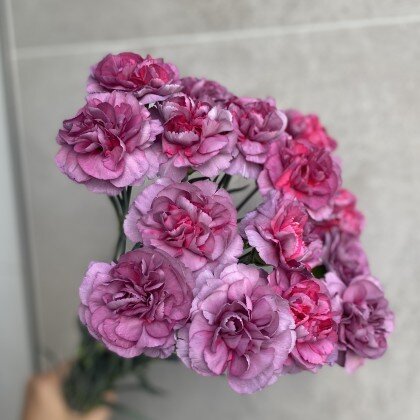 Диантус (Гвоздика)